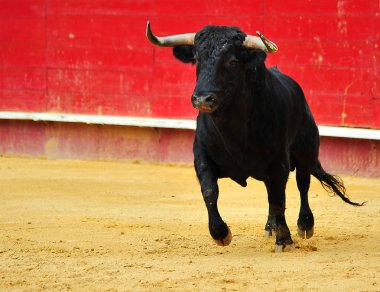 İspanya siyah boğa