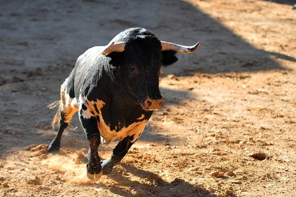 Black Bull Spain — Stock Photo, Image