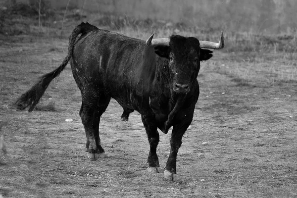 Toro Nero Spagna — Foto Stock