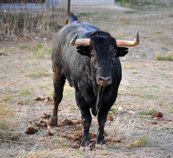 Black Bull Spain — Stock Photo, Image