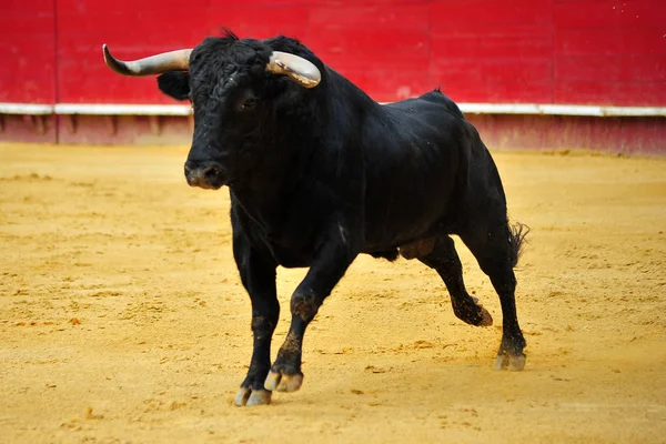 İspanya siyah boğa