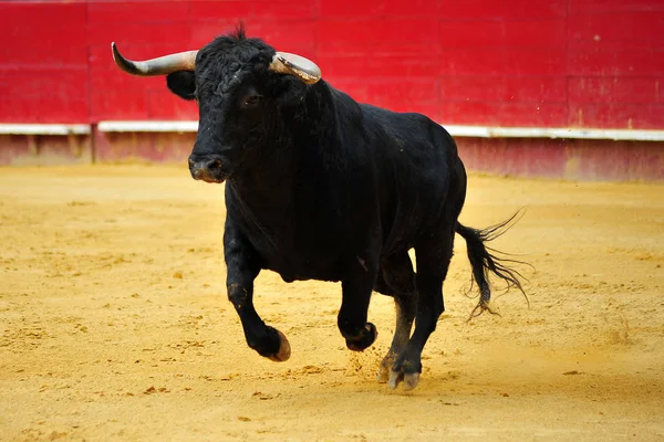 Toro Nero Spagna — Foto Stock