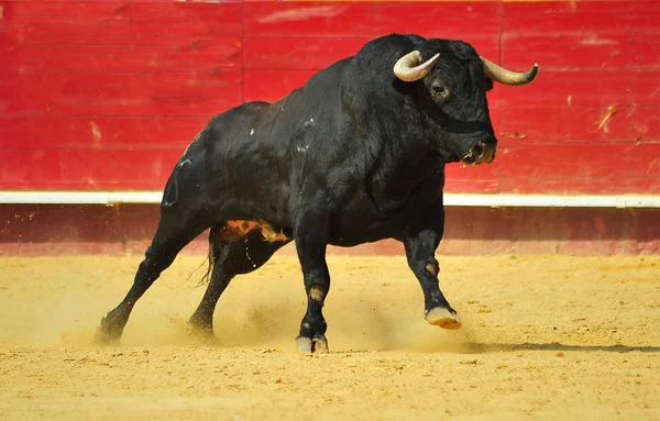 Black Bull Spain — Stock Photo, Image