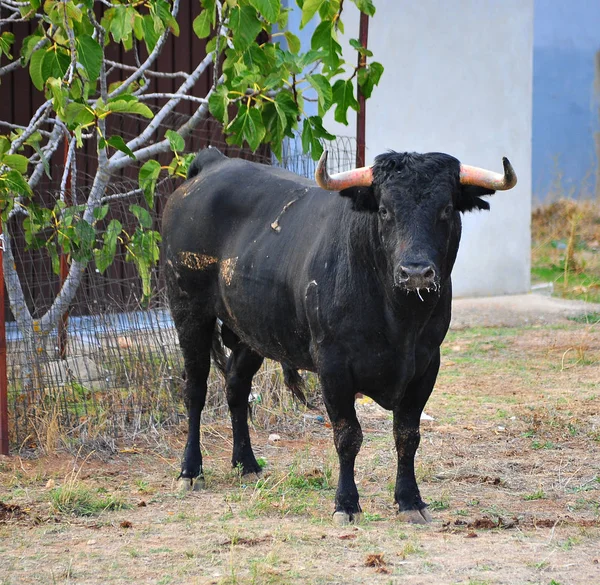 Toro Nero Spagna — Foto Stock