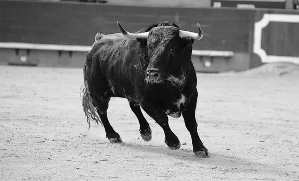 Černý Býk Španělsku — Stock fotografie