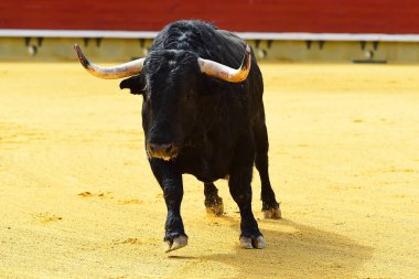 İspanya siyah boğa