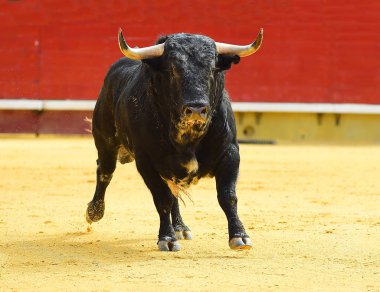 İspanya siyah boğa