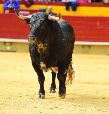 İspanya siyah boğa