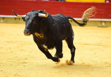 İspanya siyah boğa