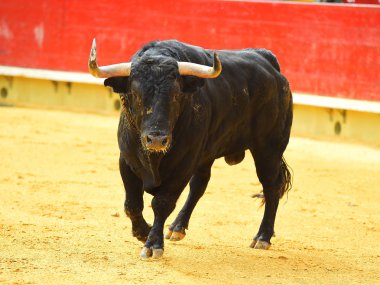 İspanya siyah boğa