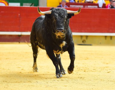 İspanya siyah boğa