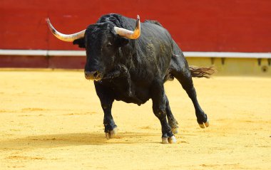 İspanya siyah boğa