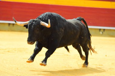bullring İspanyol boğa