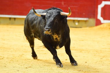 bullring İspanyol boğa