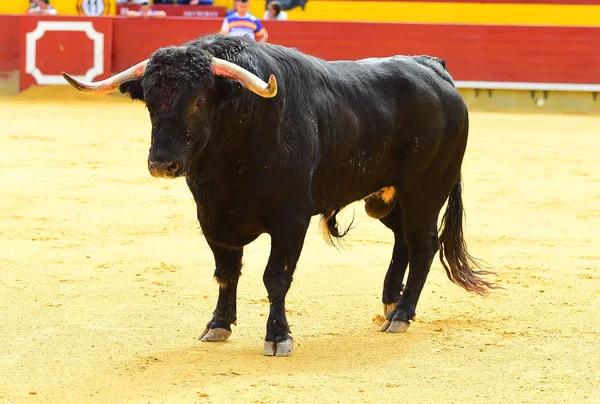 Touro Preto Espanha — Fotografia de Stock