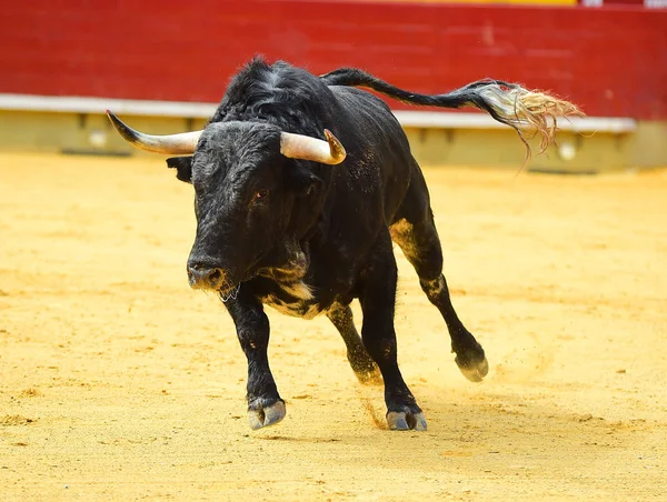 Touro Preto Espanha — Fotografia de Stock