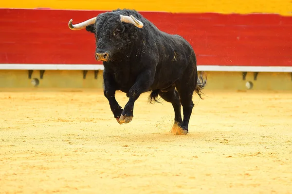 Black Bull Spain — Stock Photo, Image