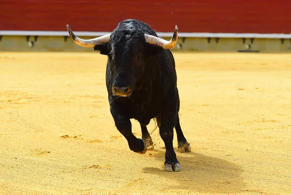 Taureau Noir Espagne — Photo