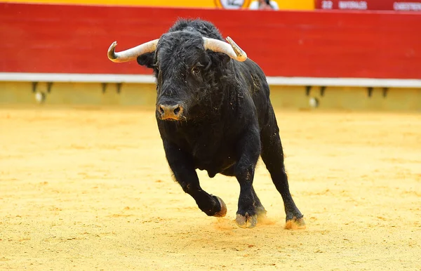 Schwarzer Bulle Spanien — Stockfoto