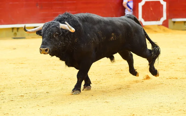 black bull in spain