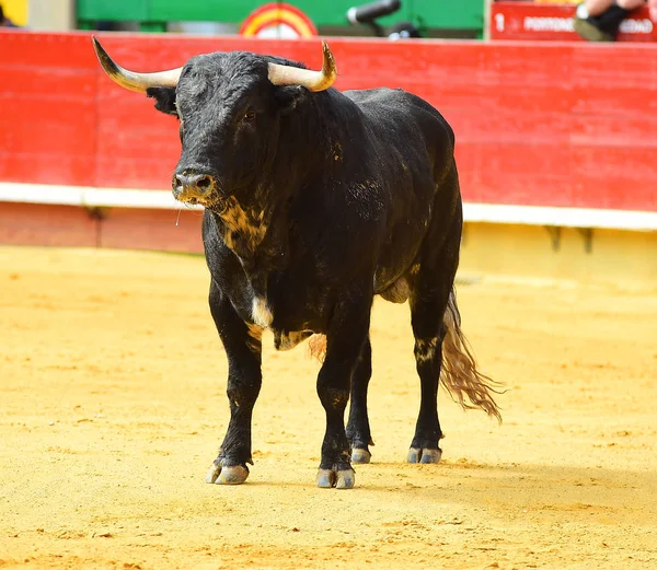 Touro Preto Espanha — Fotografia de Stock