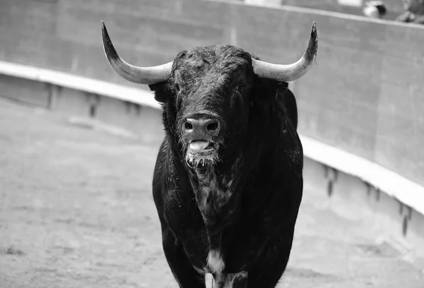 Toro Negro España — Foto de Stock