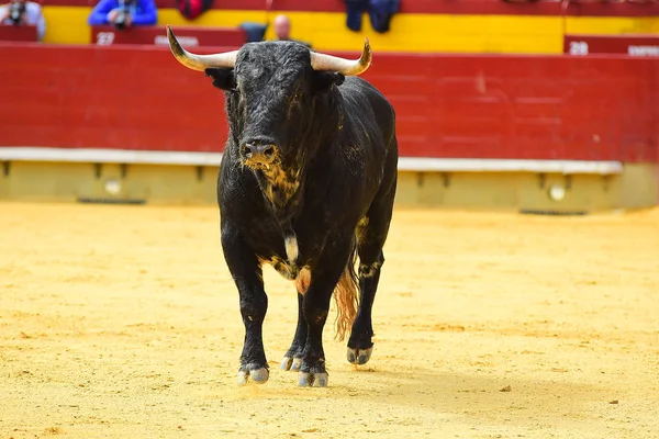 Svart Tjur Spanien — Stockfoto