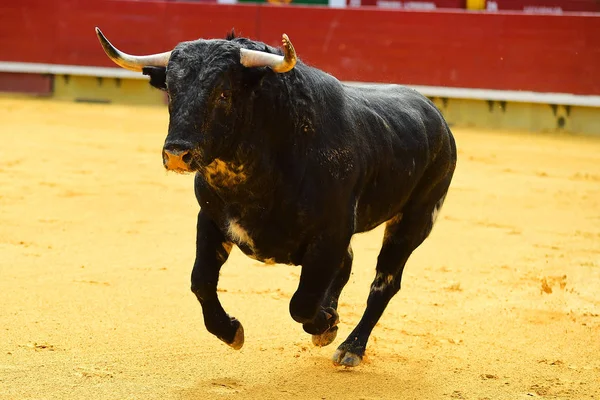 Spanischer Stier Der Stierkampfarena — Stockfoto