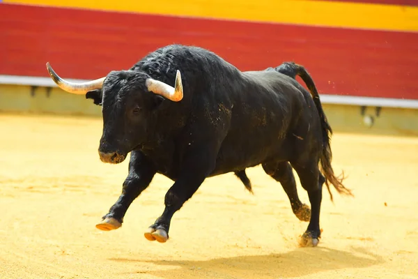 Spanyol Bika Bikaviadal Aréna — Stock Fotó