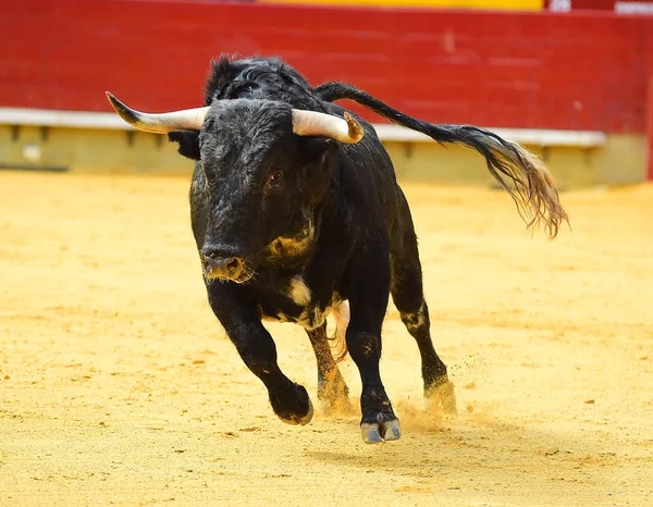 Spanischer Stier Der Stierkampfarena — Stockfoto
