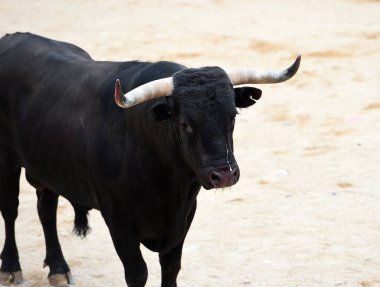 İspanyol bullring boğa