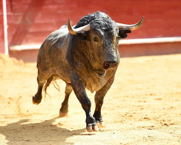 Bullring Spanyol Boğa — Stok fotoğraf