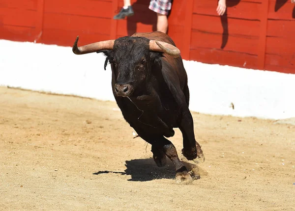 Іспанська Бичка Бику — стокове фото