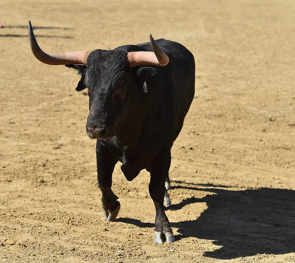 Toro Nel Bullring Spagnolo — Foto Stock