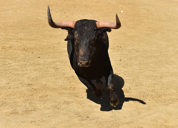 公牛在西班牙斗牛场 — 图库照片