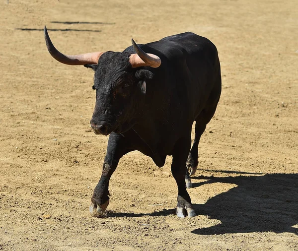 Tjuren Spanska Tjurfäktningsarenan — Stockfoto