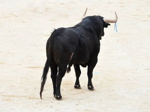 Bull Španělské Býčí Zápasy — Stock fotografie