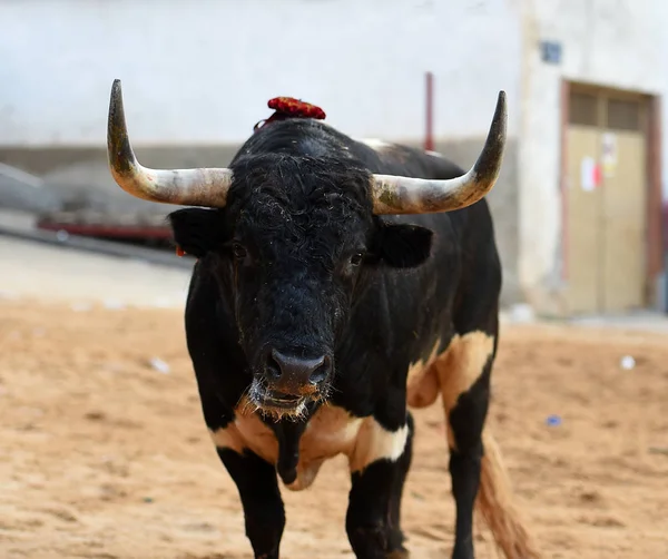 Spanyol Bikaviadal Bika — Stock Fotó