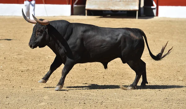 Stier Der Spanischen Stierkampfarena — Stockfoto