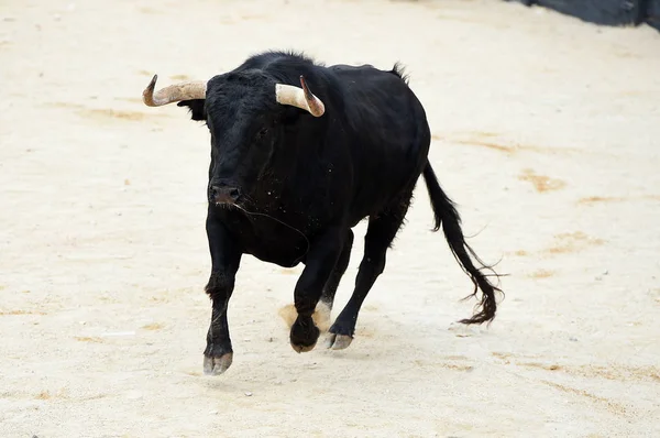 Spanyol Bullring Boğa — Stok fotoğraf