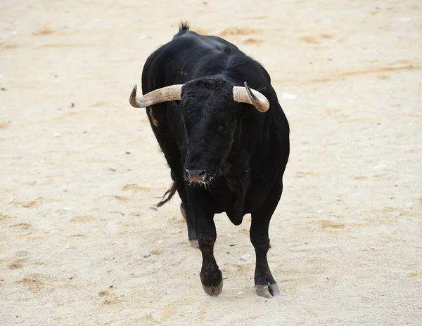 Taureau Dans Les Arènes Espagnoles — Photo