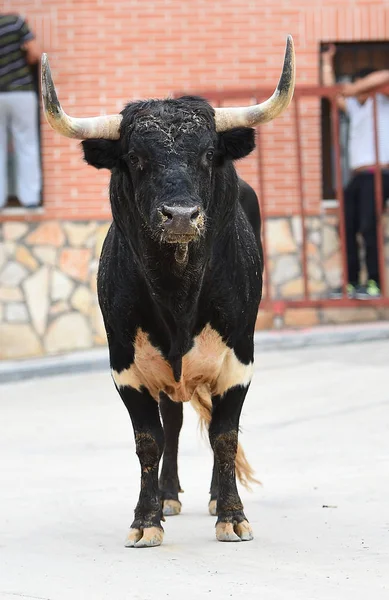 Toro Plaza Toros Española — Foto de Stock