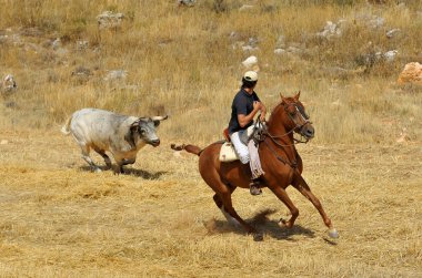İspanya siyah boğa