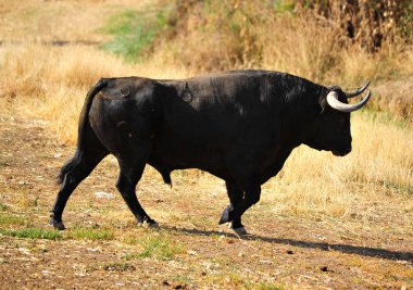 İspanya siyah boğa