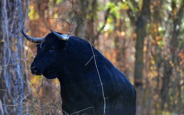 İspanya siyah boğa