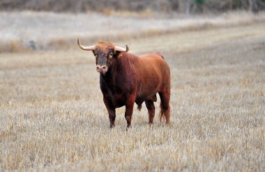 İspanya'da çalışan boğa