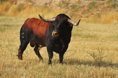 İspanya'da çalışan boğa