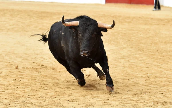 Black Bull Spain — Stock Photo, Image