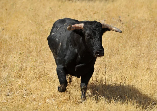 Toro Negro España — Foto de Stock