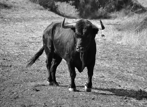 Touro Preto Espanha — Fotografia de Stock